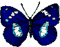 papillon bleu qui bat des ailes