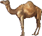chameau (image fixe)